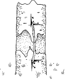 Peywent-10