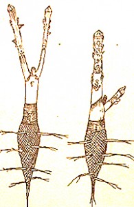 Walnut-3-2-195x300